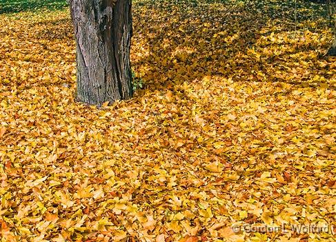 Autumn Fallen Leaves_DSCF02583.jpg - Photographed at Smiths Falls, Ontario, Canada.